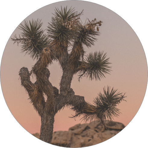 JOSHUA TREE